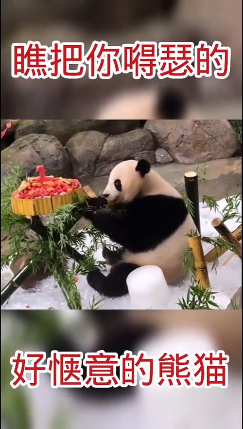 好惬意的熊猫,看把你嘚瑟的
