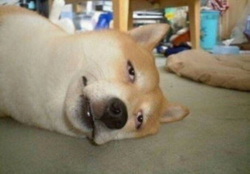求这个柴犬表情包,要没有字的