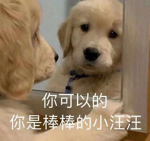 接住表情包狗狗