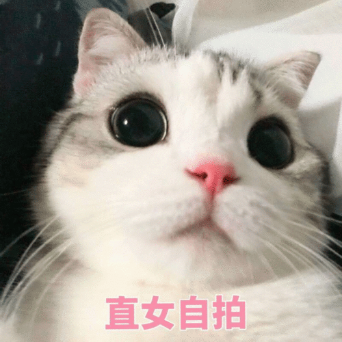猫咪可爱女生表情包你要讲道理,还是要我