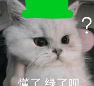 据说母猫是绿茶,公猫头顶青青草原咳咳,渣猫的世界不需要爱情