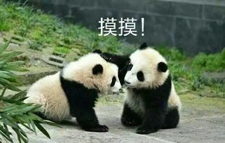 熊猫这种生物,简直就是磨人的小妖精