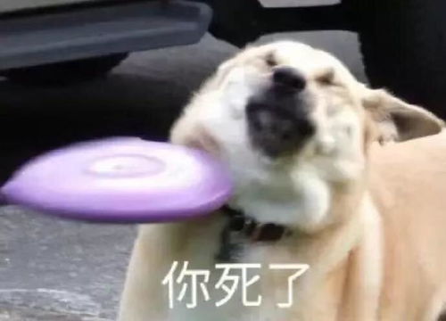 有哪些沙雕的表情包推荐