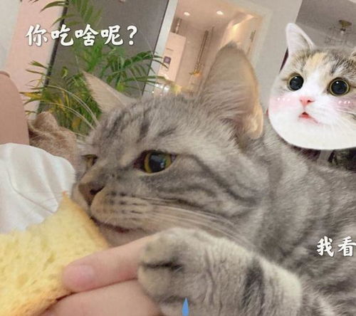 美短猫为何逐渐退出宠物圈网友养过一次都怕了