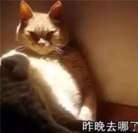 表情包你看不出来我没睡够吗