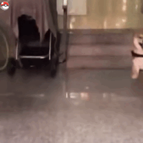 柴犬gif表情包都市频道