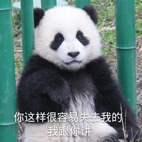 大熊猫为什么要顶着两个黑眼圈呢