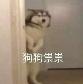 猫狗系列斗图表情包望咩望,死靓仔