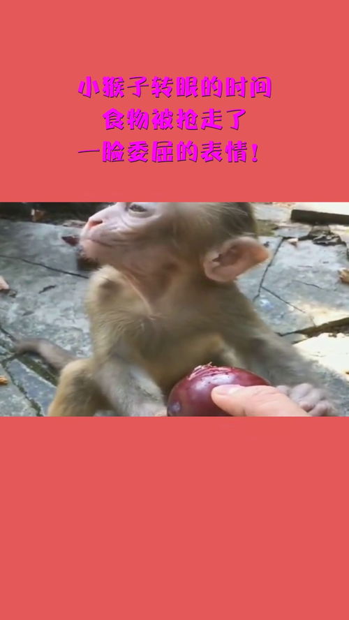 小猴子转眼的时间,食物被抢走了,一脸委屈的表情