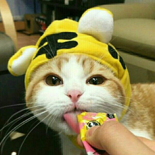 你见过那些让人一眼记住的头像
