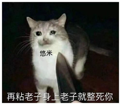 辅爹攻略猫咪原来这么玩两种玩法思路带你高胜率驾驭