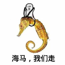 皮皮猪最新表情包下载皮皮猪我们走表情包下载高清无水印腾牛下载