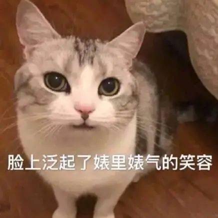 糟糕是那种感觉丨第145期喵表情
