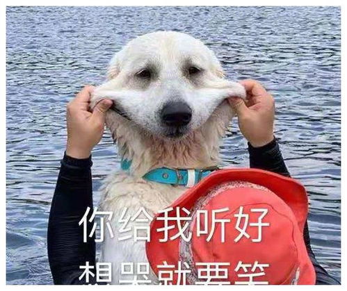 表情包不要以为我不在,我随时都在