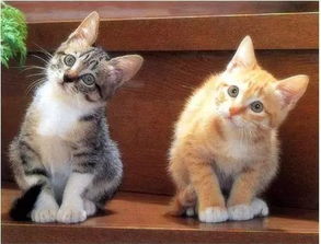 猫能吃辣吗