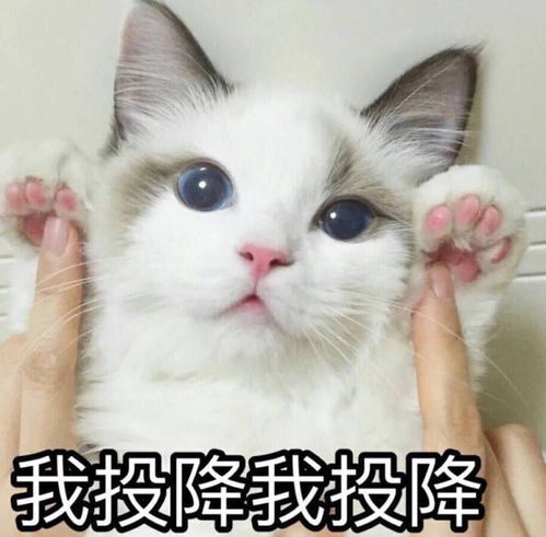 请个假竟然也能有这么多奇葩的理由,服气