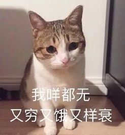 玩到太晚忘给猫头鹰喂食,推门一看很无语您老还没睡呢