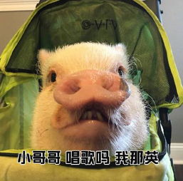 小猪猪表情包小哥哥网恋吗我萝莉音