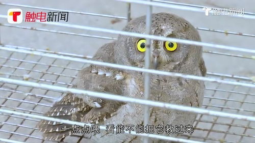 可爱汕头小区出现猫头鹰,小样儿表情萌萌哒