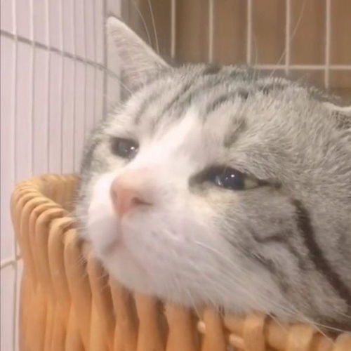 公玄猫和母玄猫风水上有什么区别