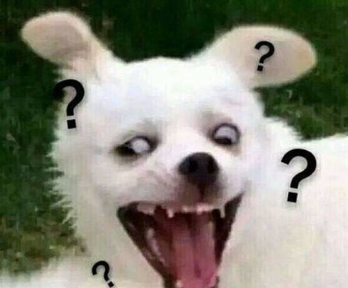 中国式养宠鄙视链,养品种犬看不起土狗,看看你处在鄙视链哪环