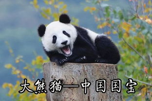 有奖竟猜赢iphonex下一个神奇动物在哪里,你美你做主