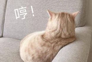 为什么我们学猫叫时,猫咪也会回应你宠物专家说出了大实话
