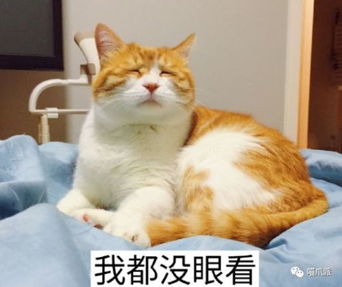 用了那么多年的喵表情包,居然都用错了