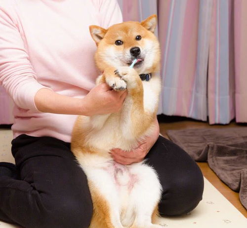 柴犬还没睡醒铲屎官就给它刷牙,谁知道,柴突然醒过来惊出一组表情包,太逗了