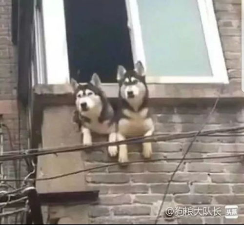 汪星人的执行力,总是让人意想不到啊