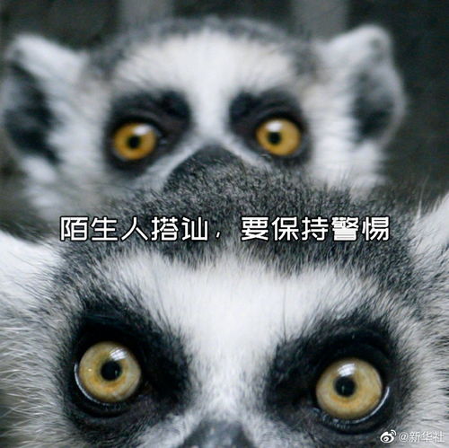 班尼特表情包