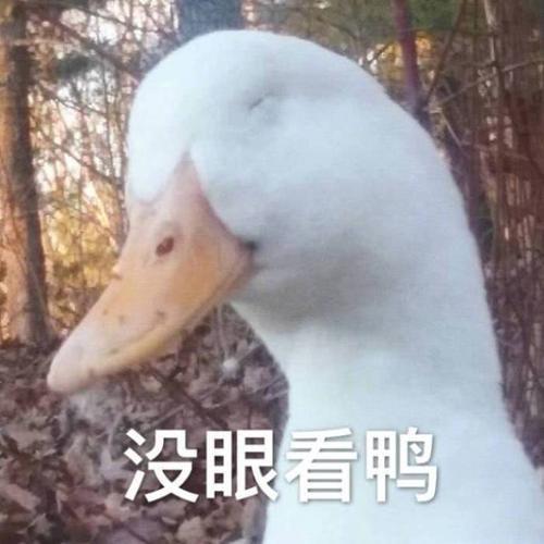 网红鸭子表情包动图家猫
