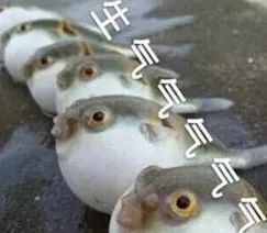河豚生气动图表情包
