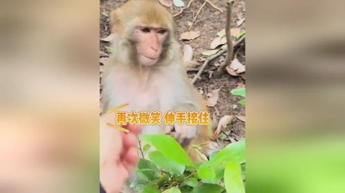 男子不断摘叶子喂猴猴子表情管理逐渐失败网友它挺有耐心的
