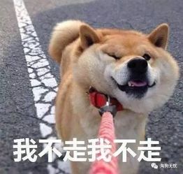 你女朋友不讲道理的样子,简直和它一模一样