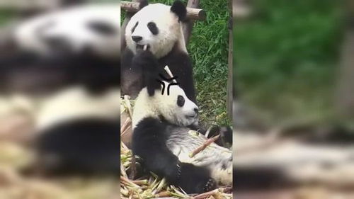 熊猫妈妈把小熊猫的竹笋抢走,小熊猫立刻露出委屈的表情