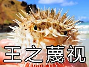 气鼓鼓的河豚表情包