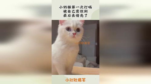小奶猫第一次打嗝,被自己震惊到,最后表情亮了