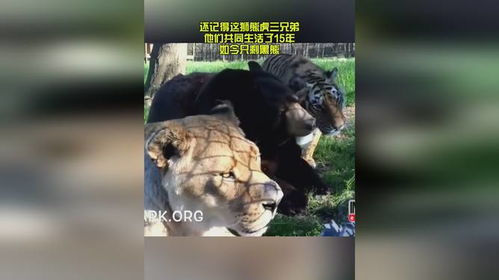狮子老虎相继去世,棕熊巴鲁陪伴身旁不离不弃