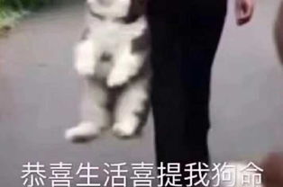 刘阿圆抱着猪的表情包生存家族