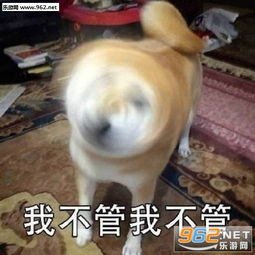 我不走我不走我要买这个表情包图片不听不听王八念经狗狗摇头表情包下载乐游网游戏下载