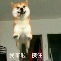 接住表情包猫叫
