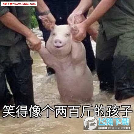 洪水救猪表情包带文字版下载洪水救猪表情包附原图无水印版下载飞翔下载