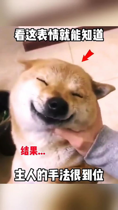 看这表情就能知道,主人的手法很到位,搞笑配音视频