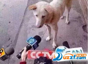 七夕虐狗表情包图片预览