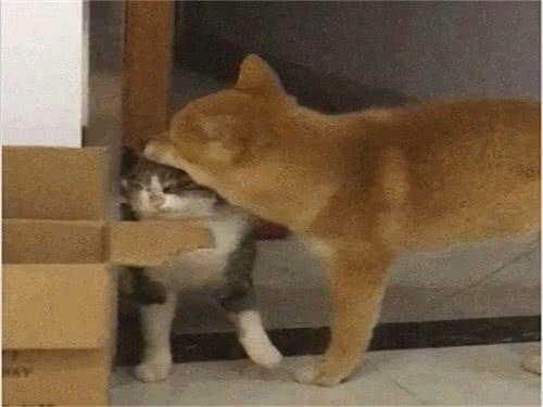 柴犬嫌弃的表情包柴犬