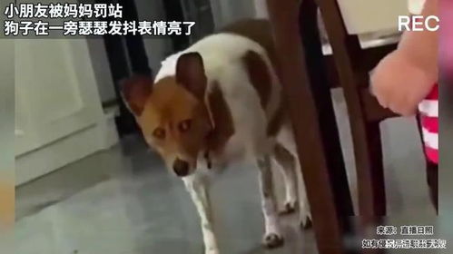 小朋友被妈妈罚站,狗子在一旁瑟瑟发抖表情亮了