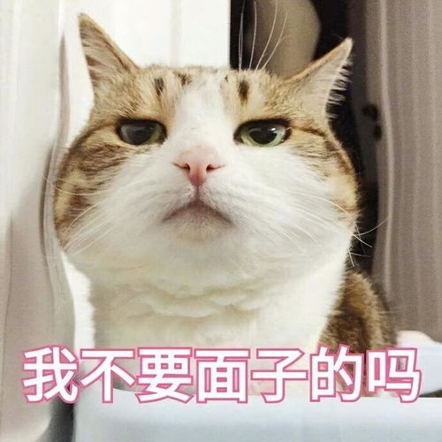 宠物喵喵表情包又来啦