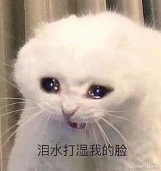 抖音流泪猫猫头表情包有哪些抖音流泪猫猫头表情包分享
