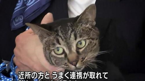 猫咪救了个人,奖它一包高级猫粮,记者问它啥感受,猫反应亮了